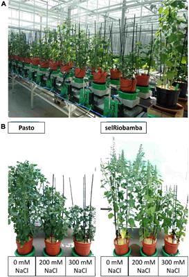 High-Resolution Analysis of Growth and Transpiration of Quinoa Under Saline Conditions